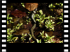  Die Ringelnatter lebt meist in der Nähe von Gewässern und ernährt sich überwiegend von Amphibien. 
      Wie die anderen (heimischen) Arten der Nattern ist die Ringelnatter für Menschen vollkommen ungefährlich. 