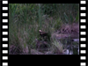  Die Rohrweihe ist ein Greifvogel aus der Familie der Habichtartigen.
      Der größte Vertreter der Weihen ist in Mitteleuropa ein Sommervogel und ein typischer Bewohner von Schilfbeständen. 
      Hier liegt wohl ein Leckerbissen im Schilf. 